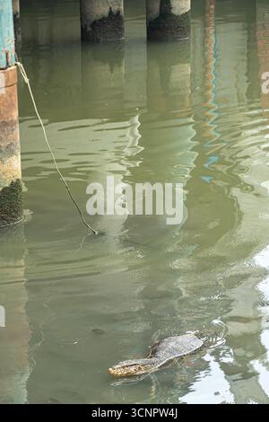 Asiatischer Wassermonitor (Varanus salvator), große Varanidenechse in einem Fluss im Zentrum von Bangkok, Phra Nakhon Stockfoto