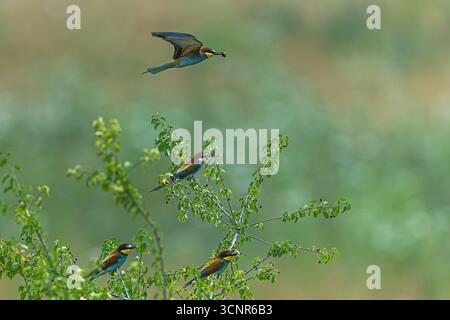 Die Europäische Bienenfressergruppe (Merops apiaster) sitzt auf Ästen, während ein Vogel über dem Himmel fliegt und ein Insektenfresser im Schnabel hält. Stockfoto