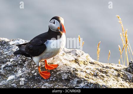 Der Atlantische Papageientaucher Fratercula arctica steht ruhig an einem felsigen Rand Stockfoto