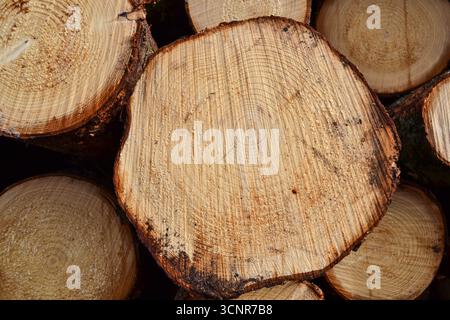 Baumstämme Holzkorn Stockfoto