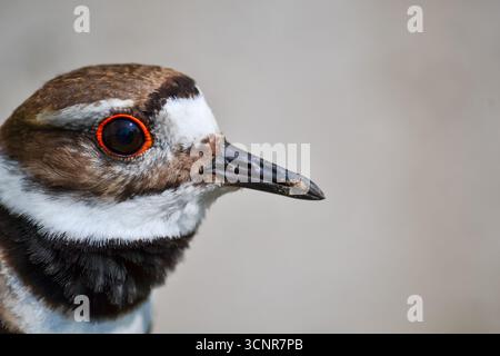 Charadrius vociferus Eine detaillierte Nahaufnahme des Kopfes eines Killdeers, die den roten Augenring, das braune und weiße Gefieder und den eleganten schwarzen Schnabel hervorhebt. Stockfoto