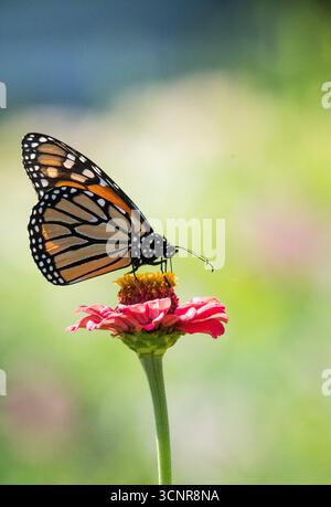Ein lebendiger Monarchschmetterling liegt auf einer leuchtend rosa Zinnia, die mit komplexen Flügelmustern und zarten Pollen in einer ruhigen Gartenumgebung besticht. Stockfoto