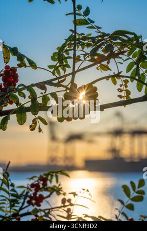 Vogelbeeren Sorbus aucuparia im Sonnenuntergang Stockfoto