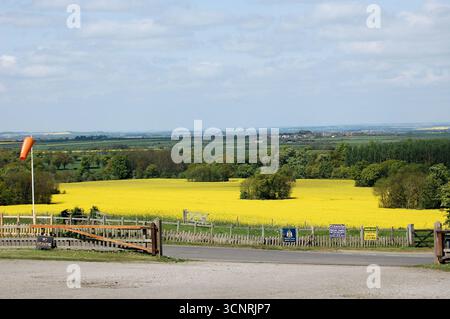 Rapsfeld im Vale of Belvoir, aus der Nähe von Belvoir Castle, Leicestershire, Vereinigtes Königreich Stockfoto