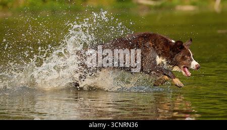 Chocolate Border Collie, spielen, weiblich, Maryland Stockfoto