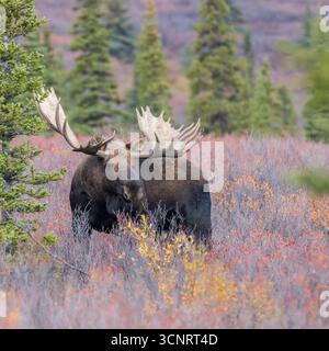 Bull Moose im Denali National Park Stockfoto