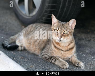 Tabby-Katze sitzt im Schatten eines geparkten Autos auf Gran Canaria. Wachsame Haltung auf befestigtem Boden, um einen ruhigen Moment in einer urbanen Umgebung festzuhalten. Stockfoto