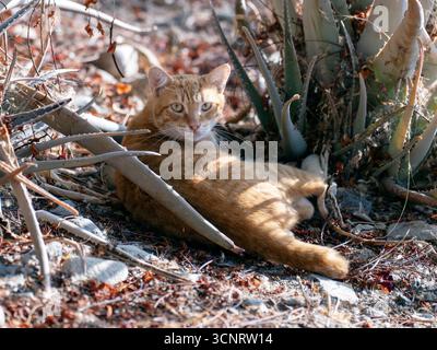 Orange Tabby Straßenkatze, die zwischen trockener Vegetation und Felsen auf Gran Canaria liegt. Eingebettet neben einer großen saftigen Pflanze, entspannt und sonnig. Stockfoto