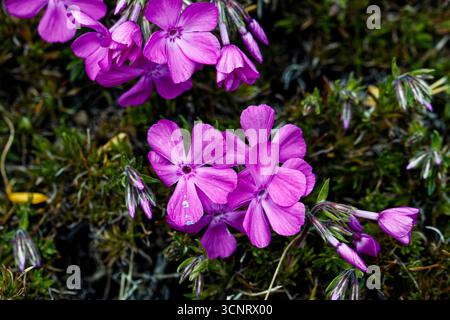 Phlox subulata der kriechende Phlox, Moosphlox, Moosrosa oder Bergphlox, ist eine Art blühender Pflanze aus der Familie der Polemoniaceae. Stockfoto