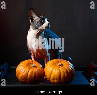 Haarlose sphynx-Katze, die neben Kürbissen auf schwarzem Hintergrund im Studio-Stillleben steht. Festliches Halloween-Thema mit Herbstdekoration. Stockfoto