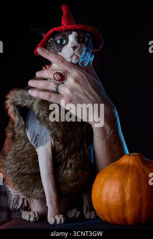 Eine kanadische Sphynx-Katze in Pelzkleidung und rotem Hexenhut wird neben Kürbissen auf dunklem Hintergrund fotografiert. Das Halloween-Design inkl. Stockfoto