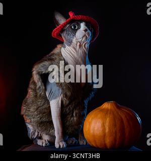 Kanadische Sphynx-Katze, gekleidet in Pelzoutfit und Hexenhut, die stolz neben einem Kürbis sitzt. Dunkler Hintergrund verbessert die festliche Einrichtung an Halloween. Stockfoto