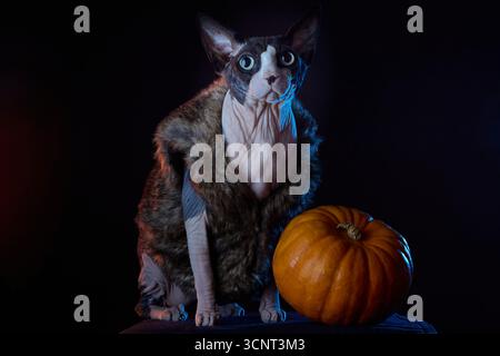 Halloween-Porträt einer kanadischen Sphynx-Katze in Pelzkleidern mit Kürbis-Requisiten im Studio-Licht. Saisonales Haustierfotografiekonzept. Stockfoto