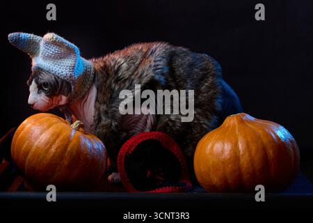 Halloween-Set einer kanadischen Sphynx-Katze mit Strickmütze posierte neben Kürbissen. Dunkle Studiokomposition mit festlichem Thema. Stockfoto