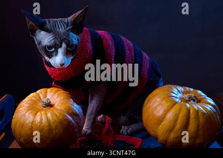 Eine kanadische Sphynx-Katze in einem rot-schwarz gestreiften Pullover wird neben Kürbissen auf einem dunklen Studiohintergrund fotografiert. Das Halloween-Thema ist e Stockfoto