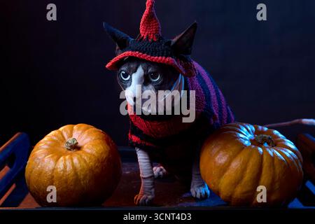 Kanadische Sphynx-Katze in gestreiftem Pullover, die neben Kürbissen sitzt. Saisonales Halloween-Dekor im Studio-Licht. Stockfoto