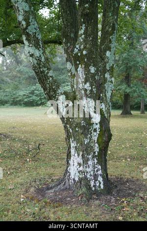 Moos auf der Nordseite des Baumes im Park. Stockfoto