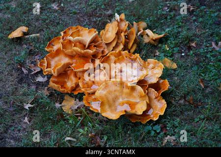 Hühnchen aus dem Wald, die Regenwasser halten. Stockfoto