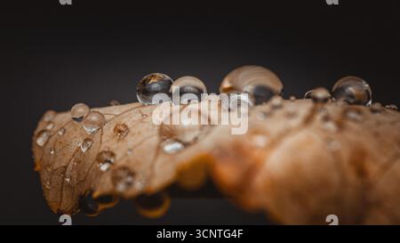 Auf der Oberfläche eines herbstlichen Blattes liegen sprudelnde Wassertropfen, die auf diesem Makrofoto eine faszinierende Darstellung der Schönheit der Natur erzeugen Stockfoto