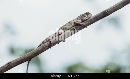 Die orientalische Garteneidechse calotes emma alticristata liegt auf einem Zweig in einem tropischen Wald und genießt die Ruhe ihres natürlichen Lebensraums Stockfoto