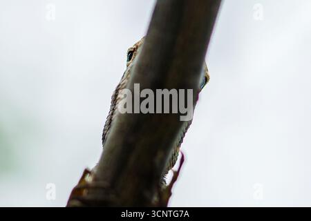 Orientalische Gartenechse, die hinter einem Zweig in einem tropischen Wald blickt, schafft eine faszinierende Szene voller Tarnung und Beobachtung von Wildtieren Stockfoto