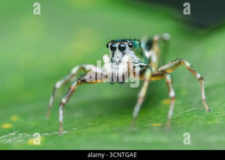 Nahaufnahme einer farbenfrohen springenden Spinne, die auf einem leuchtend grünen Blatt steht und komplizierte Details ihres Körpers und der großen Augen zeigt, die Schönheit und einfangen Stockfoto
