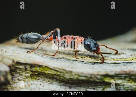 Nahaufnahme einer lebendigen roten Holzameise, die entlang eines Baumzweigs in einer natürlichen Waldlandschaft krabbelt und komplizierte anatomische Details und Striki hervorhebt Stockfoto