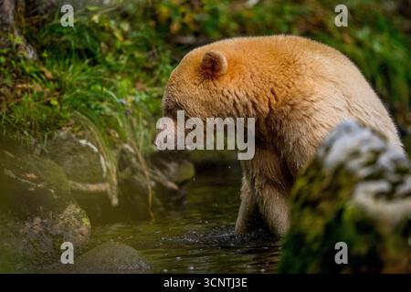 Ein Geisterbär (Kermodenbär Ursus americanus kermodei), der in einem Fluss auf der Suche nach Lachse auf Gribbell Island, Great Bear Rainforest, British Columb spaziert Stockfoto