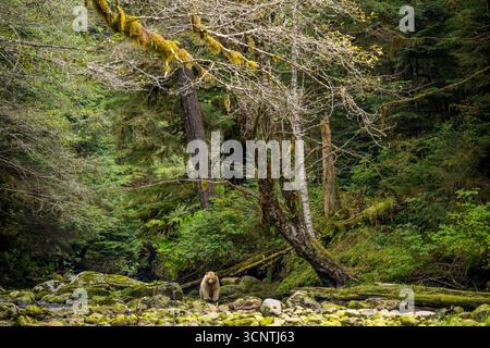Ein Geisterbär (Kermodenbär Ursus americanus kermodei), der in einem Fluss auf der Suche nach Lachse auf Gribbell Island, Great Bear Rainforest, British Columb spaziert Stockfoto