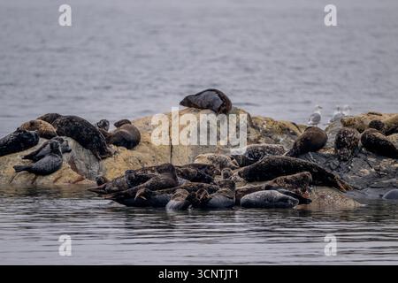 Hafenrobben (Phoca vitulina), die auf einer kleinen felsigen Insel im Douglas-Kanal bei Kitimat in British Columbia, Kanada, ruhen. Stockfoto