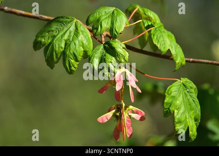 Kerne auf dem Weinahorn hängen. Acer circinatum Stockfoto