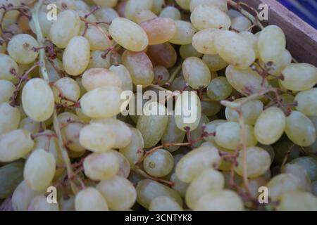 Eine Nahaufnahme einer Gruppe frischer, reifer grüner Trauben, die ihre glatte, ovale Form und die natürliche Blüte auf ihrer Haut zeigen. Stockfoto