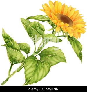 Realistisches botanisches Aquarell mit goldener Umrandung der gelben Sonnenblume mit grünen Blättern, die isoliert auf transparentem Hintergrund wachsen Stockfoto