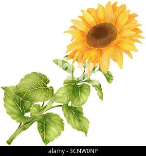 Realistisches botanisches Aquarell mit goldener Umrandung der gelben Sonnenblume mit grünen Blättern, die isoliert auf transparentem Hintergrund wachsen Stockfoto