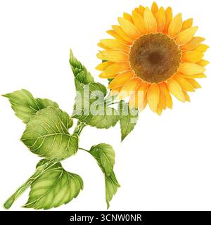 Realistisches botanisches Aquarell mit goldener Umrandung der gelben Sonnenblume mit grünen Blättern, die isoliert auf transparentem Hintergrund wachsen Stockfoto
