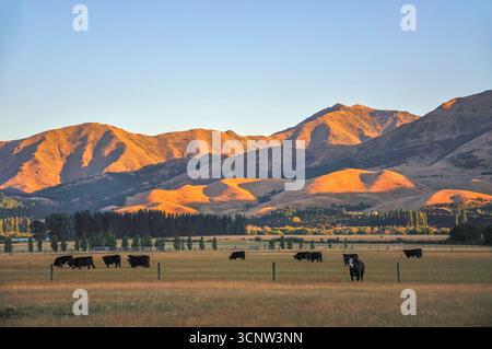 Rinder im Feld bei Sonnenuntergang, Hanmer Springs, North Canterbury, Region Canterbury, Südinsel, Neuseeland Stockfoto