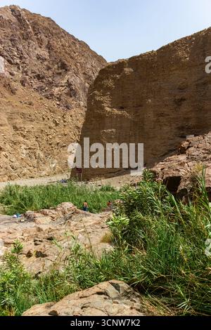 Der Green Oasis Stream fließt durch das Wadi der Vereinigten Arabischen Emirate Stockfoto