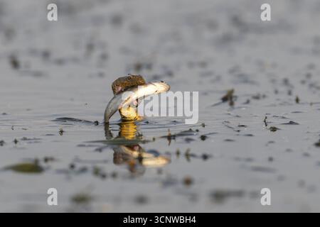 Würfelschlange (Natrix tessellata) Schlange mit Fisch im Mund, Schwimmen, Donaudelta, Rumänien Stockfoto
