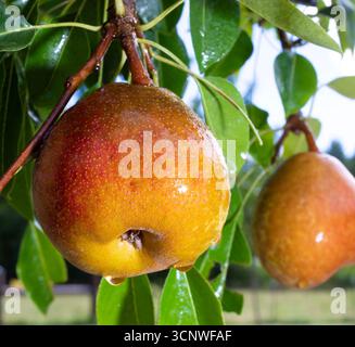 Zwei Birnen in Orange, Rot und Gelb, die nach einem Regen durchnässt werden und bereit sind, vom Baum zu pflücken. Stockfoto