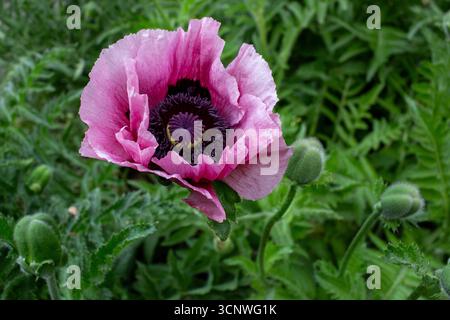 Rosa Mohn im Feld Nahaufnahme. Wunderschöne pinkfarbene Mohnblume aus nächster Nähe Stockfoto