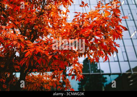 Leuchtend orange Herbstblätter vor der eleganten Glasfassade eines Seattle-Gebäudes fangen die Kreuzung von Natur und urbaner Architektur ein Stockfoto