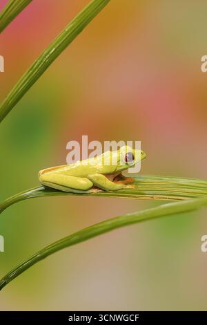 Ein leuchtender, rotäugiger Baumfrosch, Agalychnis callidryas, ruht auf einem üppigen grünen Blatt vor einem sanft verschwommenen, mehrfarbigen Hintergrund im tropischen Panam Stockfoto