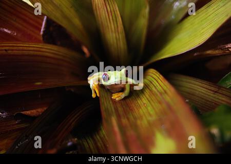 Ein markanter, rotäugiger Baumfrosch sitzt auf einem lebhaften tropischen Blatt und zeigt seine hellen Farben in Panamas üppigem Regenwald und bietet einen Glanz Stockfoto