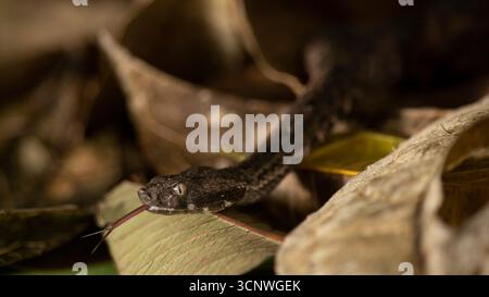 Eine Nahaufnahme einer Schweinernasenviper, die auf einem Waldboden in Panama ruht. Dieses Bild hebt die einzigartige Nasenform hervor und fängt die Natürlichkeit der Viper ein Stockfoto