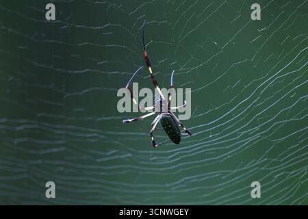 Eine goldene Seidenspinne baut ein kompliziertes Netz im Gamboa-Regenwald in Panama. Die feinen Fäden glitzern und heben die Spinne hervor Stockfoto