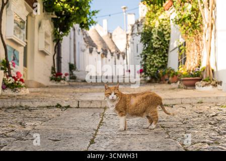 Eine bezaubernde orangene Katze steht auf einer kopfsteingepflasterten Straße in Alberobello, Apulien, Italien, umgeben von traditionellen Trullihäusern und lebhaftem Grün auf einem Stockfoto