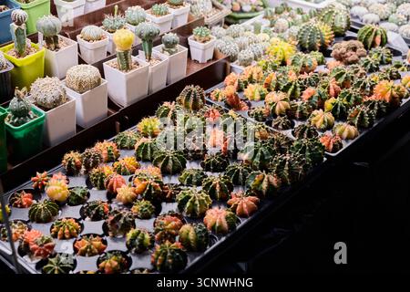 Eine bunte Auswahl verschiedener Kakteen, die kreativ auf einer lebhaften Marktausstellung präsentiert werden Stockfoto
