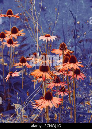 Eine faszinierende Darstellung von Echinacea-Blüten in surrealen Orange- und Blautönen. Die kreative botanische Komposition hebt das Traumvolle und Abstöhnlichkeit hervor Stockfoto