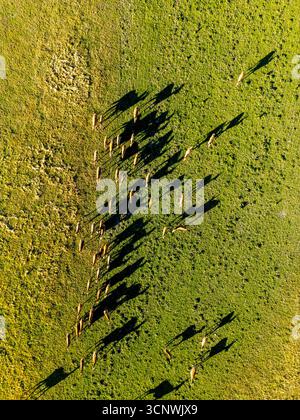 Luftaufnahme einer Gruppe von Hirschen, die im Herbst lange Schatten auf üppig grünem Gras in Neuseeland werfen. Faszinierendes natürliches Licht sorgt für eine beeindruckende Kondition Stockfoto