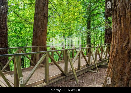 Ein ruhiger Holzsteg schlängelt sich durch einen üppigen Mammutbaumwald, umgeben von hohen Bäumen und lebhaftem Laub. Sonnenlicht filtert durch die Haube, cre Stockfoto